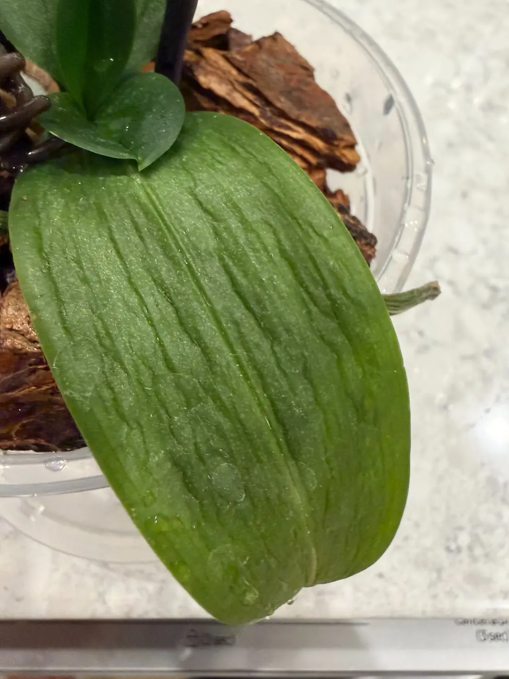 Wrinkled Phalaenopsis orchid leaf during the adjustment period after repotting