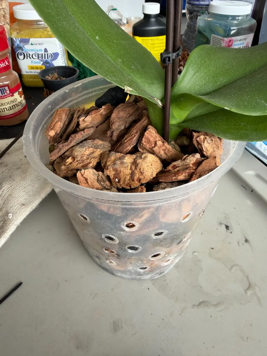 Orchid repotted in fresh bark inside a ventilated clear pot