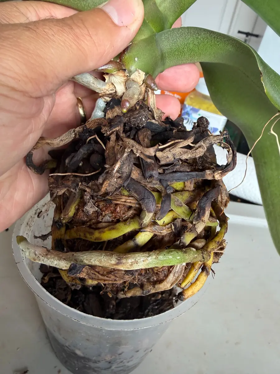 Orchid removed from old pot with degraded medium and compromised roots