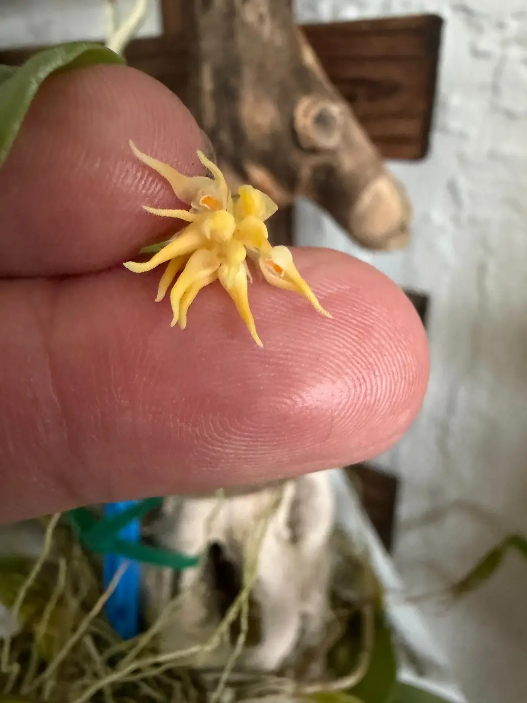 Tiny yellow Bulbophyllum orchid flowers shown against a fingertip for scale