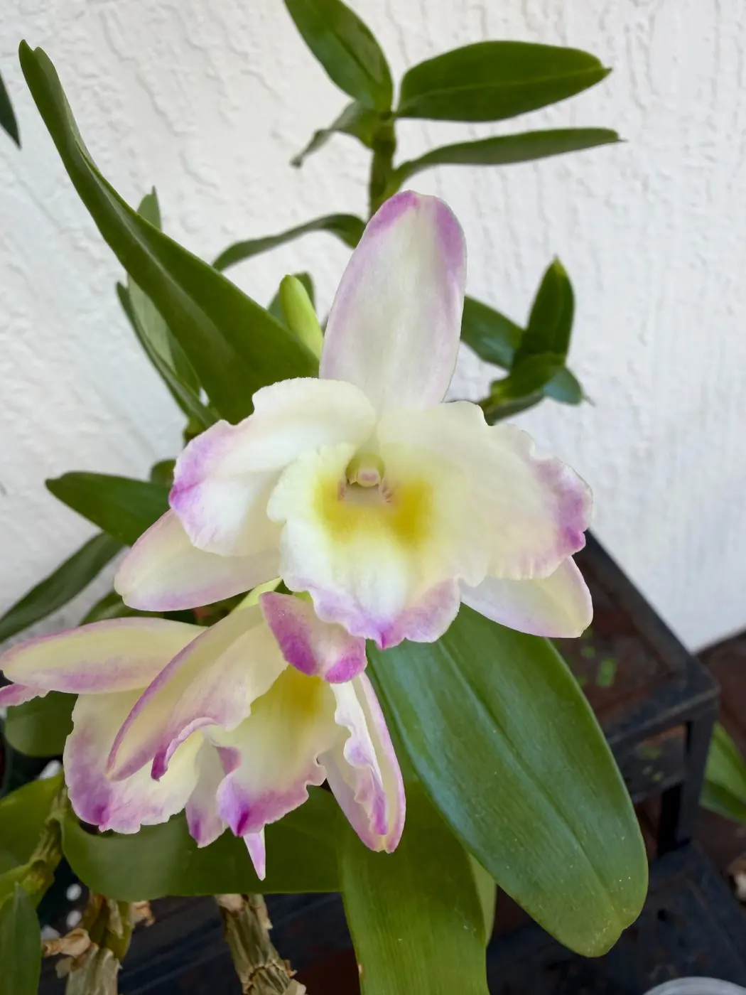 Dendrobium orchid flowers from a private Orlando collection