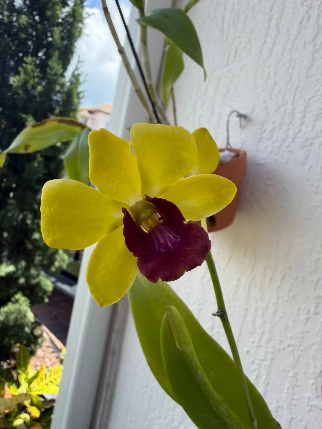A second Dendrobium orchid blooming in the private collection