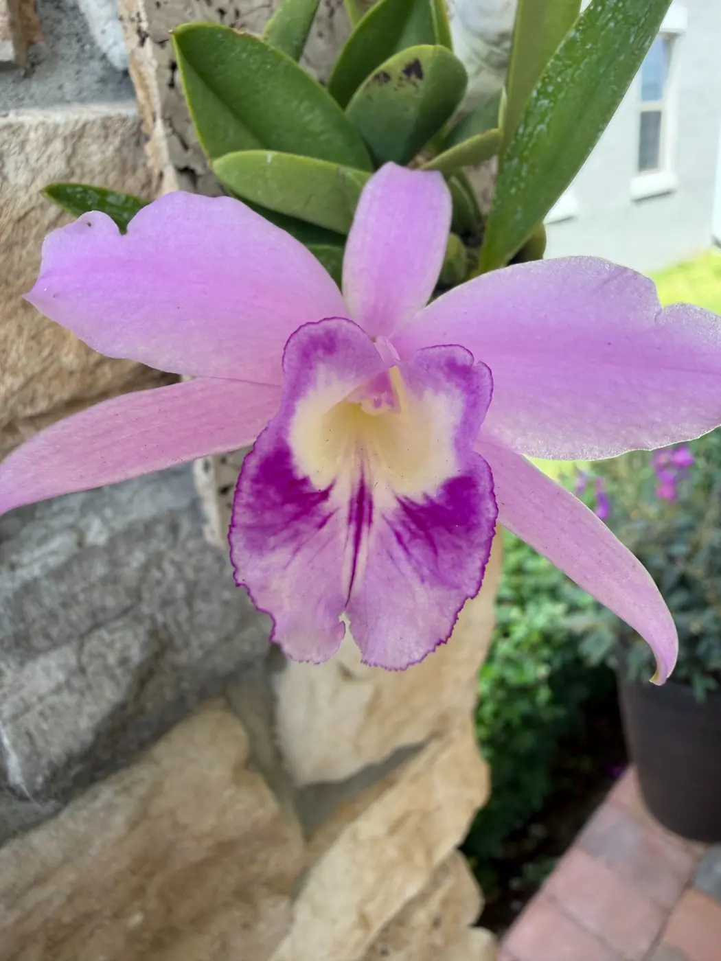 Laelia orchid blooming in a private Orlando collection