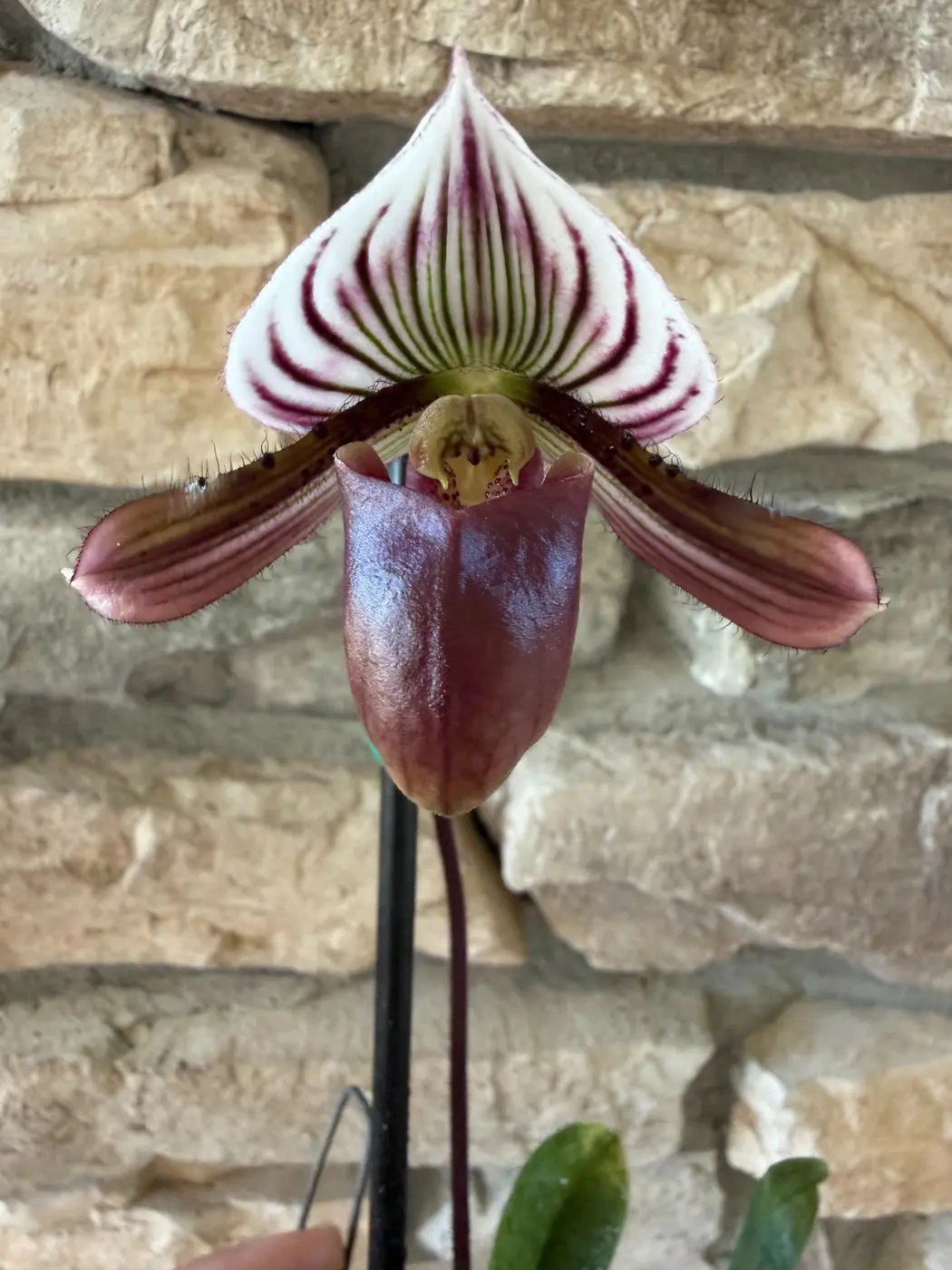 Paphiopedilum orchid flower from the Sun State Orchids collection