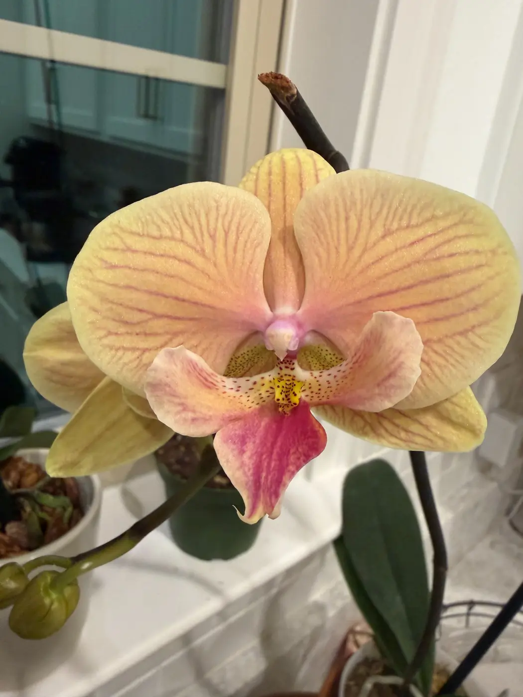 Phalaenopsis orchid flowers from the Sun State Orchids private collection
