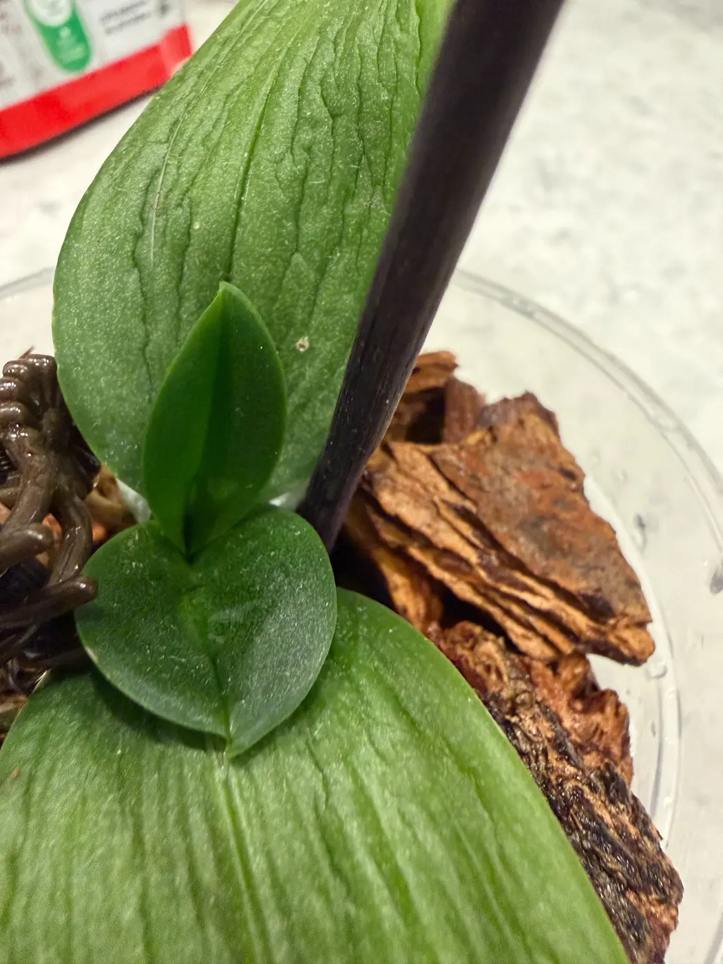 New Phalaenopsis orchid leaf emerging after repotting
