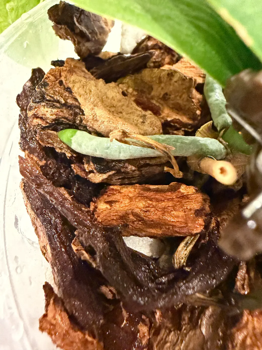 Fresh green orchid root tip growing into new bark after repotting