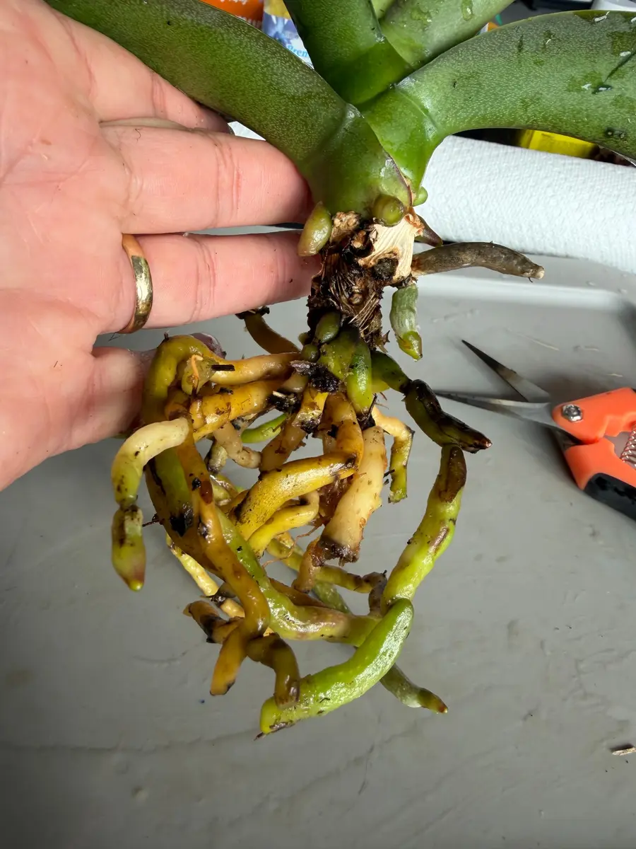 Orchid root system being inspected during an in-home repotting service