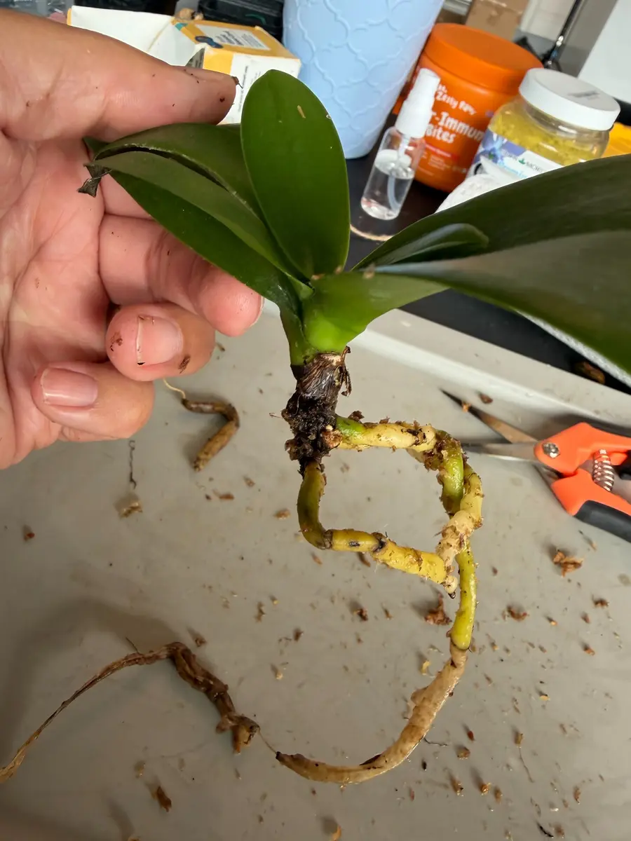 Orchid after damaged roots and deteriorated material have been removed