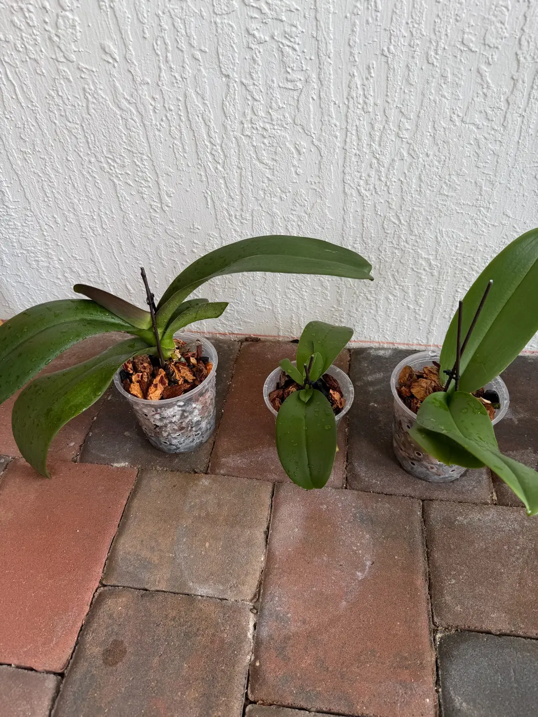 Three orchids after professional repotting in ventilated clear pots